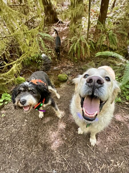 Two dogs look upward with huge smiles after they came running across a shallow creek in the forest.