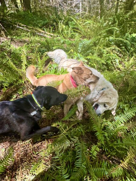 Three dogs mouth and wrestle each other in an ocean of ferns on a hillside.