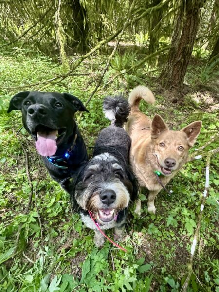Three smiling dogs stand together and pose for the camera, with trees in the background.