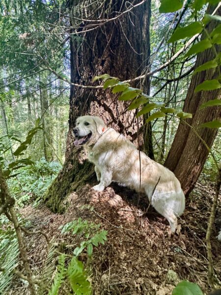 An English cream retriever stands proudly in front of a broad and tall old fir tree on a mountaintop.