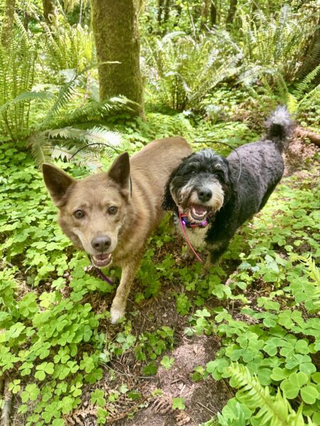 Two dogs with big smiles stroll through a vivid area of lush greenery and sunshine.