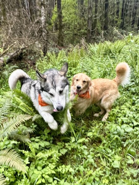 A malamute and a golden retriever leap and romp together over wild vegetation.