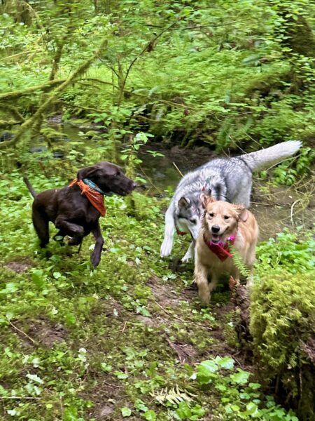 Three dogs chase exuberantly together across damp greenery by a creek bed.