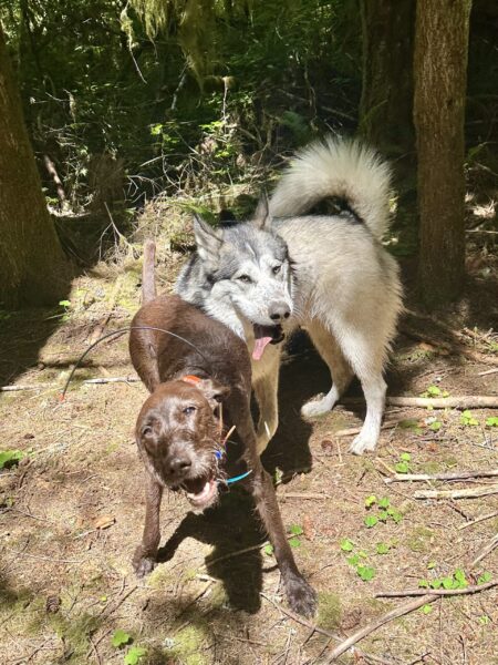 Two big dogs make very silly faces as they wrestle in the woods.