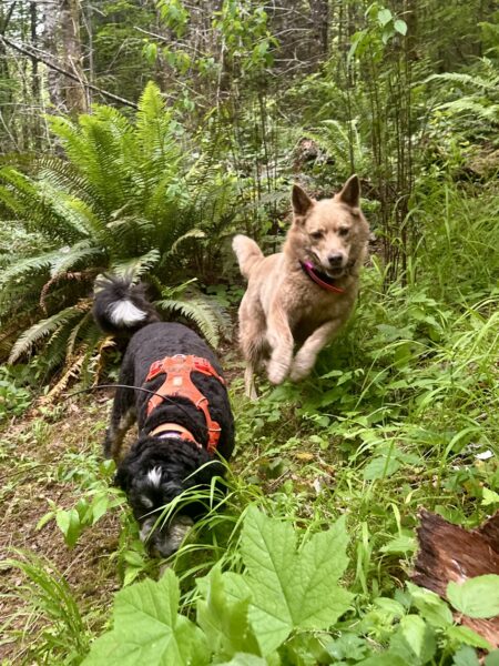 A cattle dog smiles and leaps as she runs past another dog on a fern-covered slope.