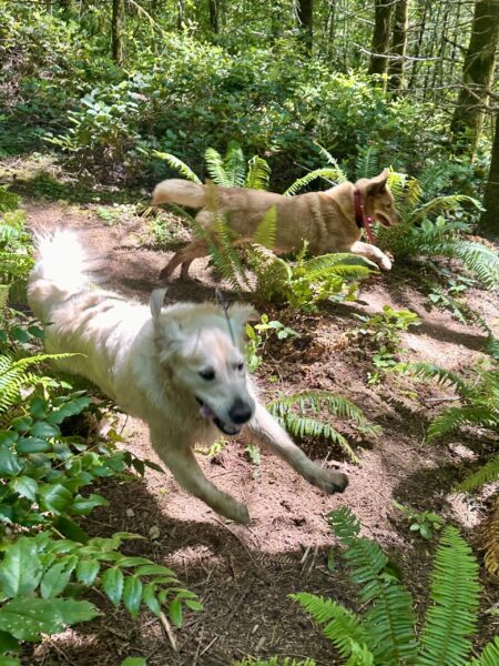 Two dogs stretch their legs out as they run powerfully through the ferns on a steep hillside.