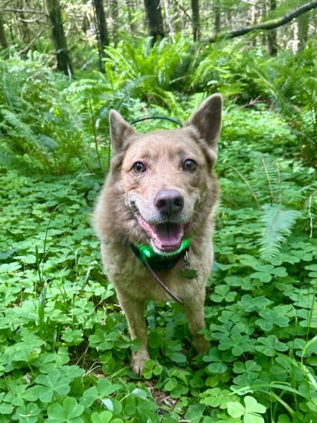 A smiling cattle dog stands amid a vivid ocean of wood sorrel and ferns.