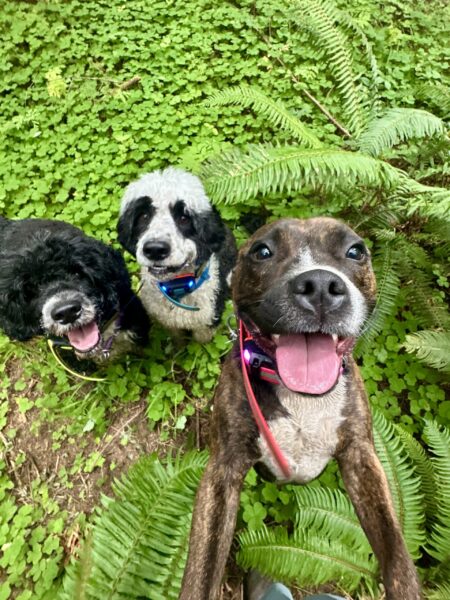 Three smiling dogs approach very attentively, surrounded by ferns and wood sorrel.
