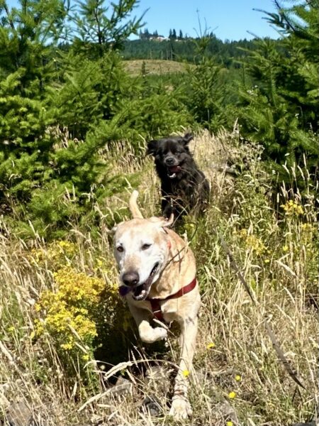 A Newfoundland happily chases a big yellow lab through trees and tall grasses at the peak of a low mountain range on a sunny day.