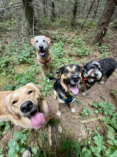 Four dogs in the woods pose close together with big smiles for the camera.