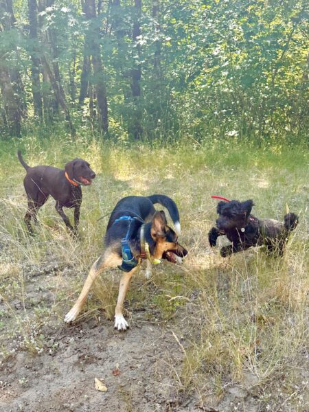 Three dogs pounce and play in a field with sun shining through the trees behind them.
