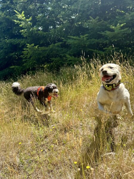 A happy yellow lab leaps over some tall dry grass in the sunshine, as another dog jogs toward her.