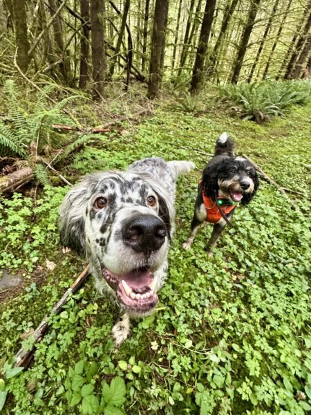 Two dogs on a green path smile and look up in expectation of treats.