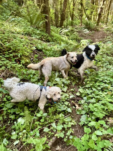 Three dogs chase and romp around a gully full of wild plants.