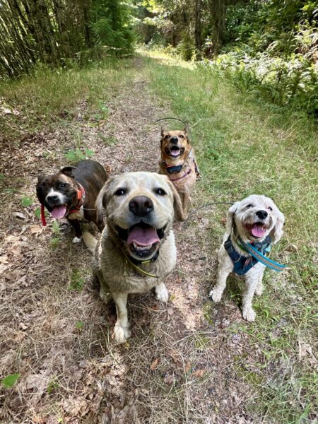 Four dogs sit together and pose with big smiles on an old abandoned logging road lined with trees.