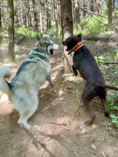 Two big dogs rear up and face each other in play fighting as we hike a steep hill in the woods.