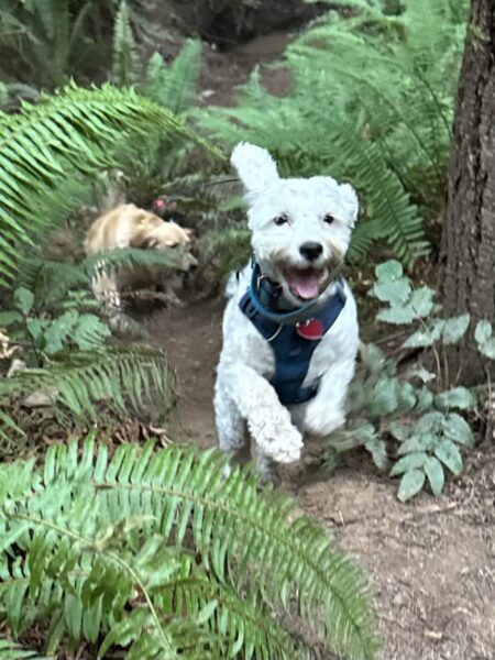 A small poodle with a very happy face comes running up a hill in the woods, with another dog running up behind him.