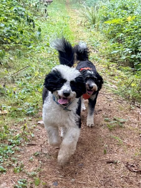 Two curly haired dogs with huge smiles come running together along a footpath between wild vegetation.