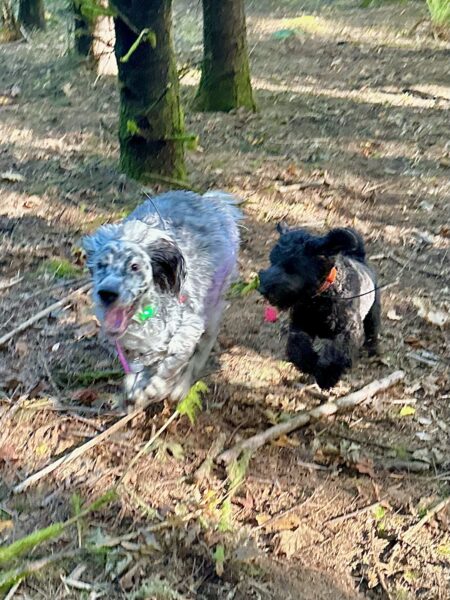 Two very happy dogs leap and chase together through the woods.