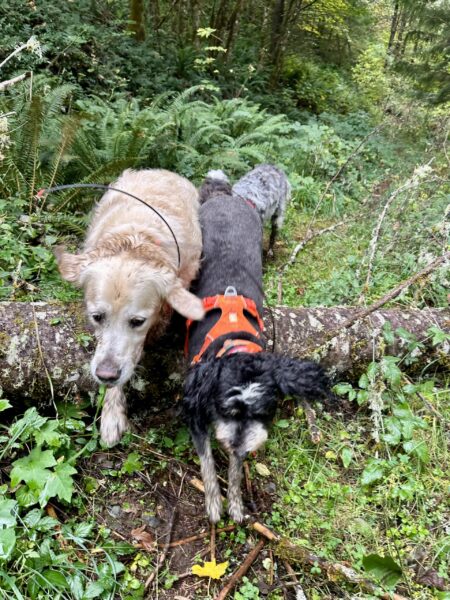 Two dogs leap side by side over a fallen tree in the forest, ears flying.