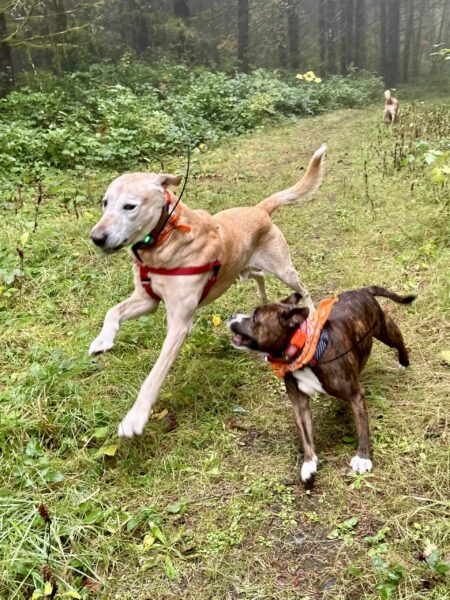 A small pit bull and a large lab run energetically along a trail through the forest.