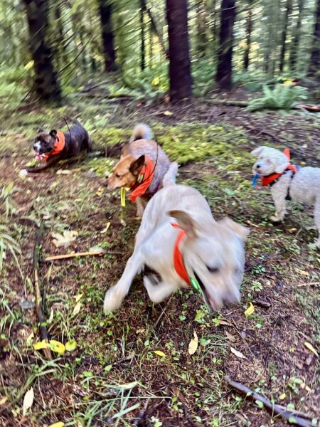 Four dogs chase around excitedly through the forest.