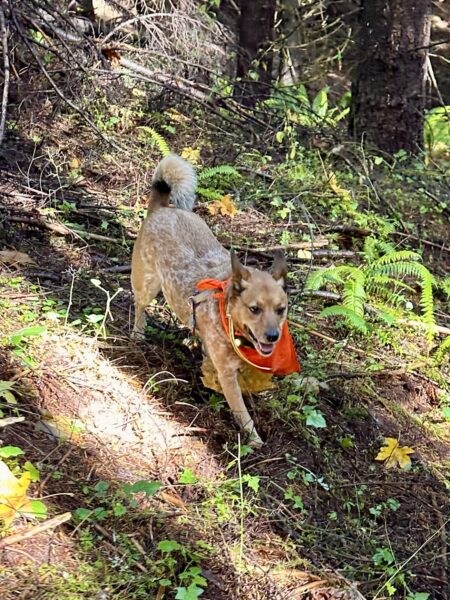 A happy dog wearing a bandanna trots down a steep slope in the woods.
