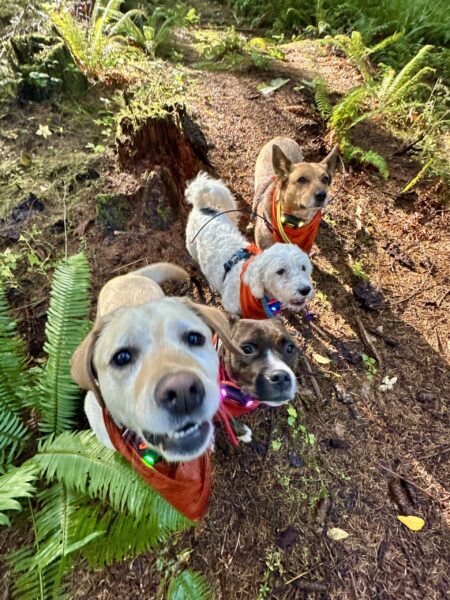 Four attentive dogs stand close together in a row on a forest trail.