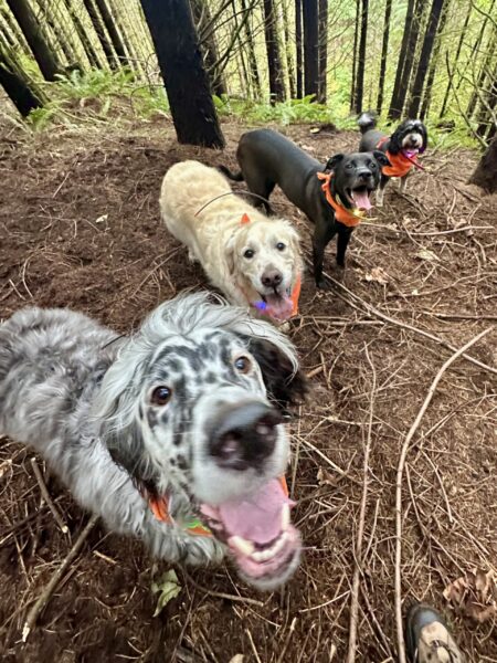 Four dogs stand together and smile among the trees in the forest.