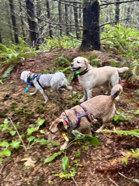 Three happy dogs jog through the woods in the rain.
