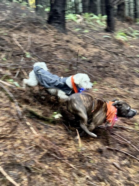 Two small dogs race at top speed together down a hill in the forest.