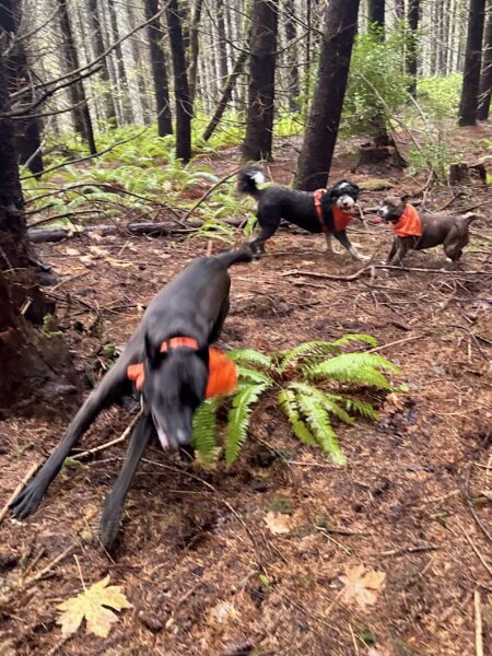 A big dog leaps as he runs through the woods, while two other dogs momentarily stop running to watch him.