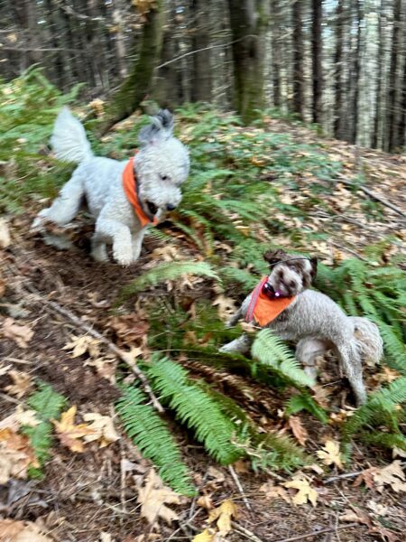 Two curly haired dogs leap and twist as they chase around a steep hill in the forest.