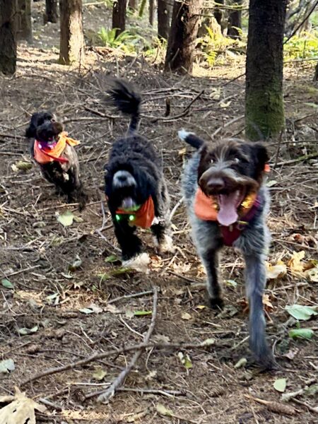 Three dogs, with mouths wide, chase excitedly together up a trail through the woods.