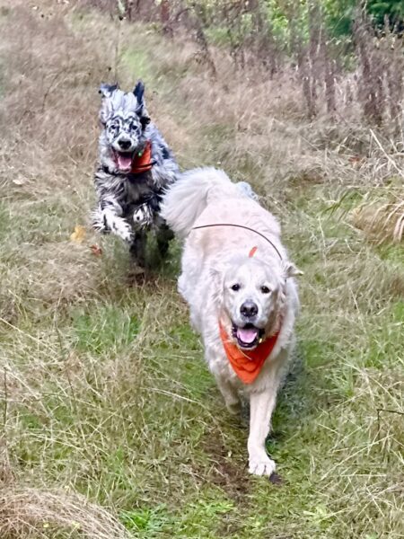 Two big shaggy dogs with huge smiles run energetically together on a grassy trail.