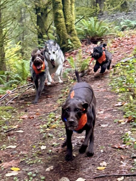 Four excited dogs gallop thunderingly as a group along a trail through the forest.