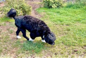 A Portuguese water dog sniffs the ground as she searches for a hidden odor.