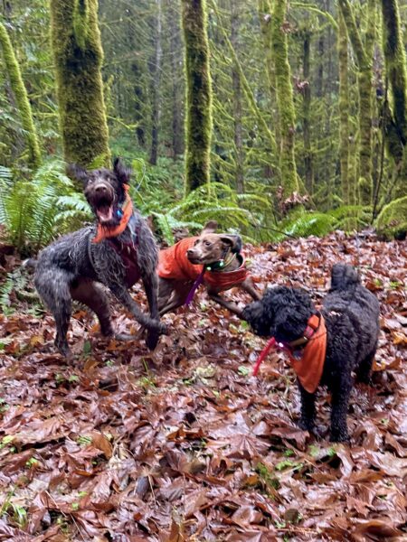 Three dogs leap and spin as they play-fight on a field of wet fallen leaves, with mossy trees in the background.
