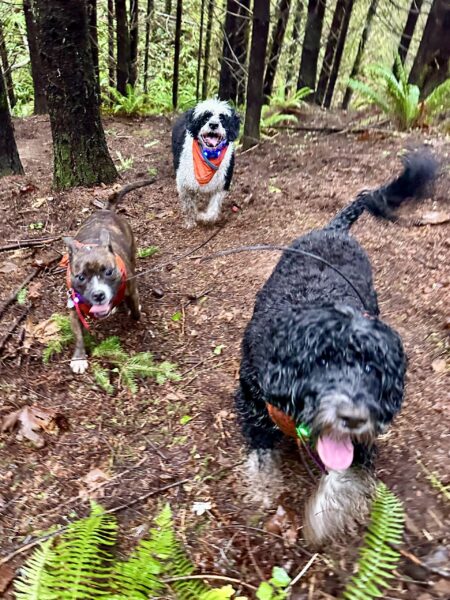 Three happy dogs with tongues out run together through the woods.
