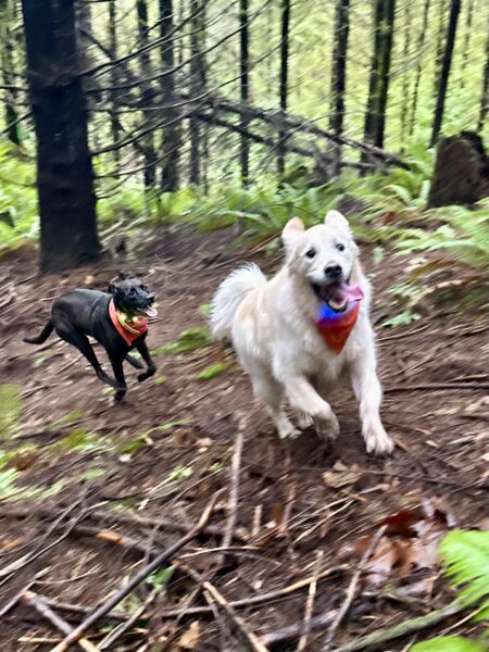 Two big dogs with happy faces and tongues out run exuberantly up a footpath through the forest.