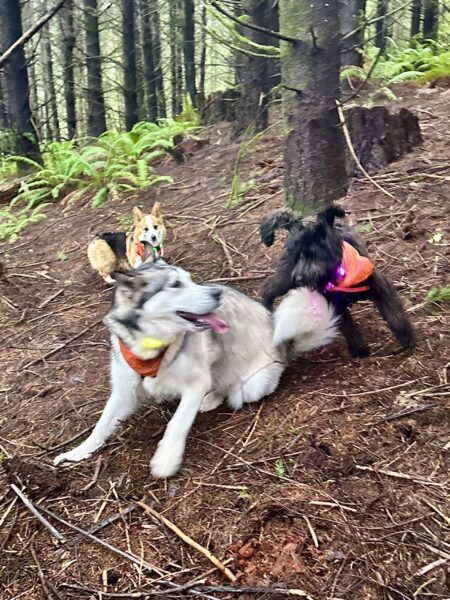 Two small dogs play in a feisty way with a much larger dog who has kindly laid down to bring herself to their level.