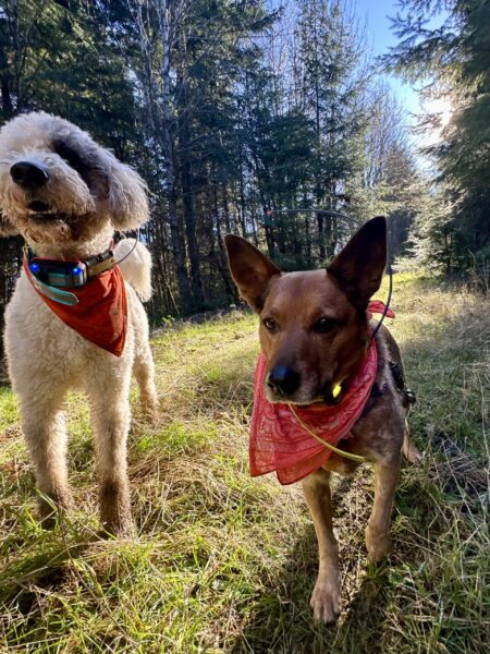 Two excited dogs on an overgrown logging road, with sun, blue sky, and tall trees behind them.