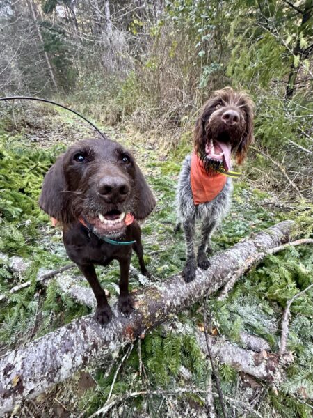 Two hunting dogs pose standing with their front feet up on a fallen tree.