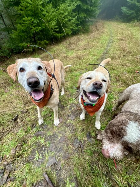 Three dogs with big smiles stand on a grassy old logging road.