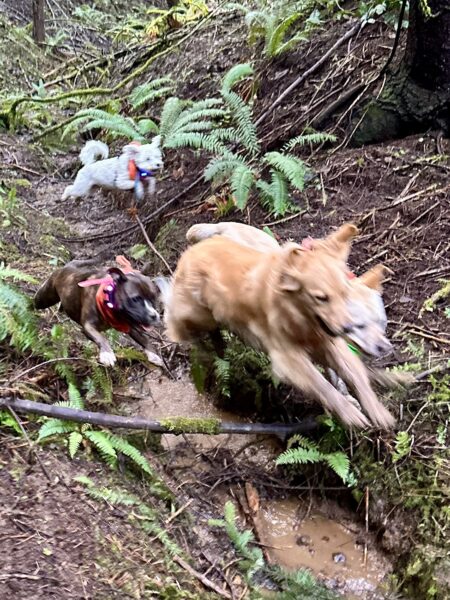 Four dogs seem to fly as they leap chasing along a narrow creek in the hills.