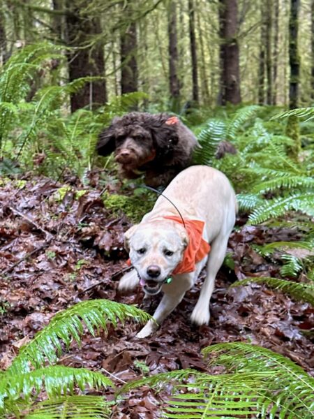 Two dogs leap and race crashing through giant ferns, with mossy forest behind them.