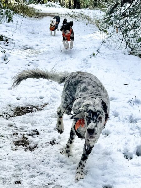 Three dogs chase rapidly along a snow covered trail.