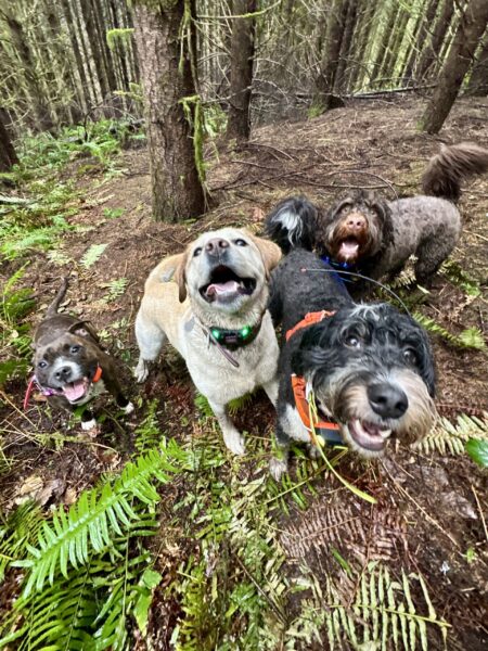 Four dogs with big smiles stand together in a group between trees and ferns in the forest.