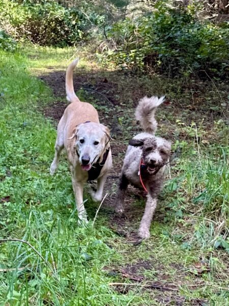 Two smiling dogs run happily together on an overgrown trail.