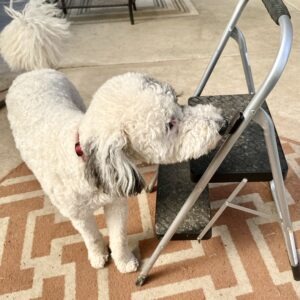 A standard poodle sniffs carefully at a small odor container stuck to a folding stepladder.